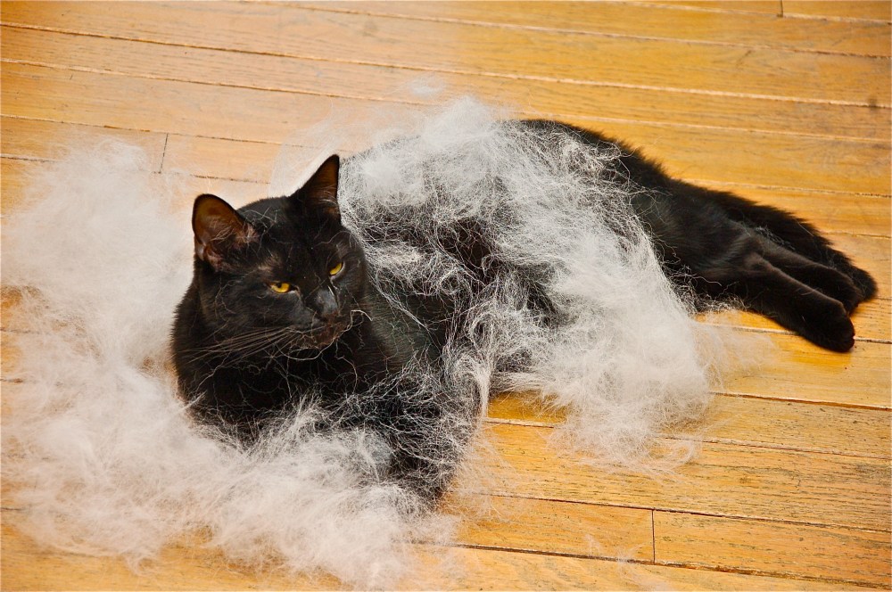 Black cat & white dog 