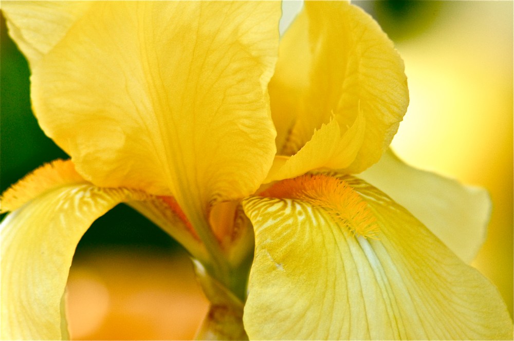 Can't get any yellow then this