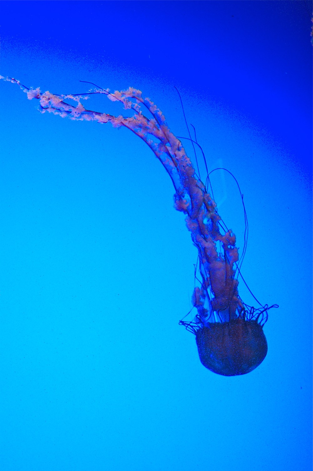 Atlanta, GA. aquarium