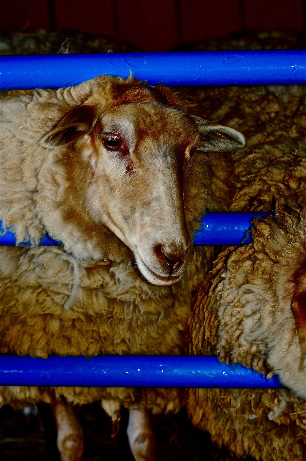 Cobalt Blue with neutral colored sheep...