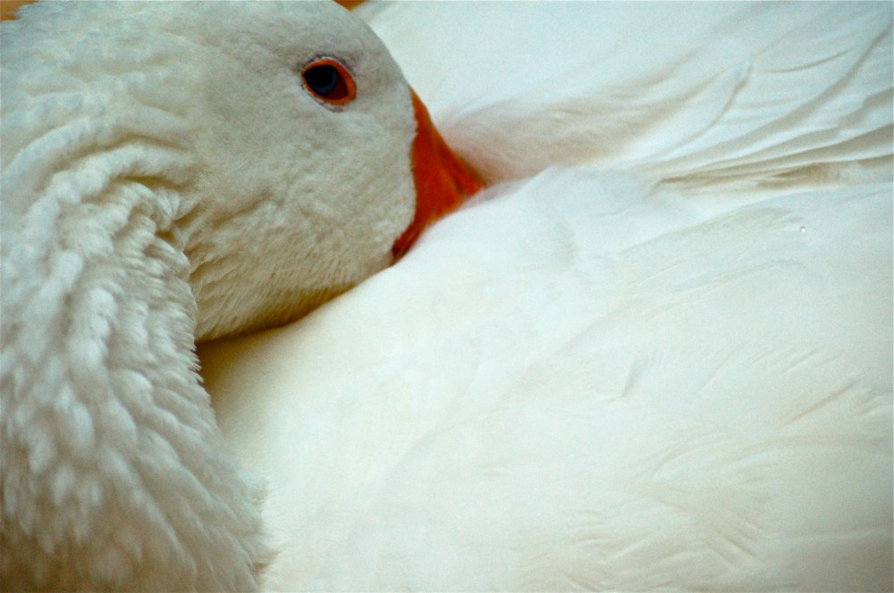 goose, goose,  DUCK!