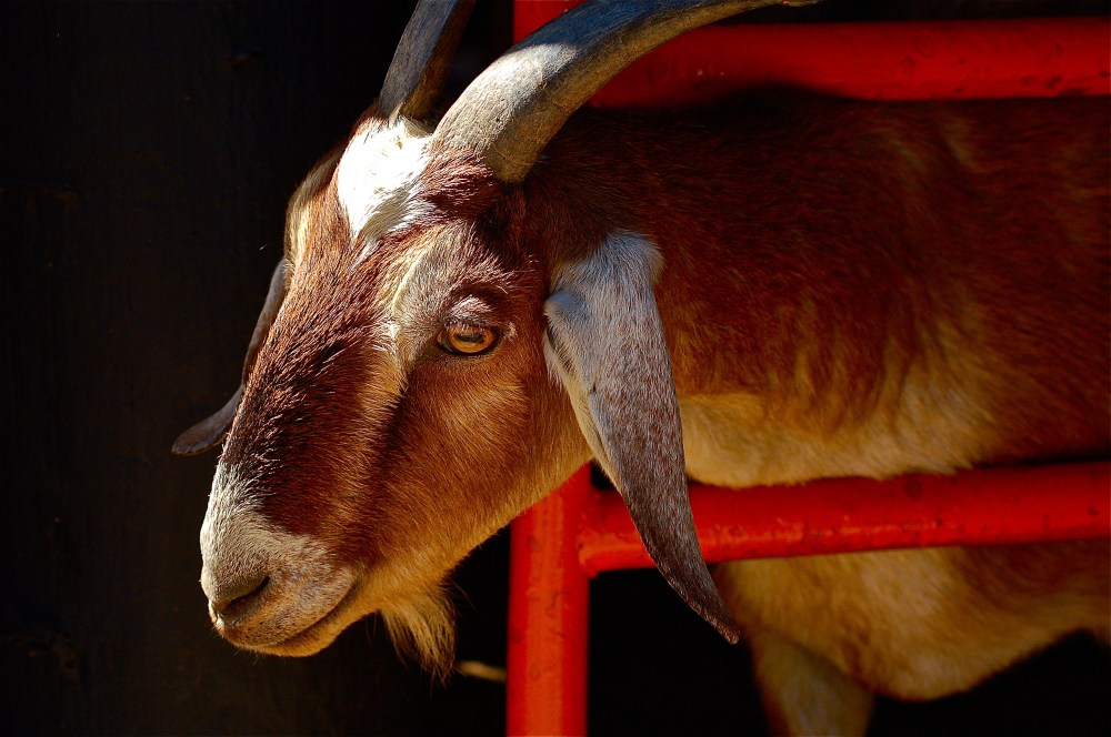color-coded farm or a goat behind red
