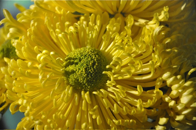 Yellow in the kitchen