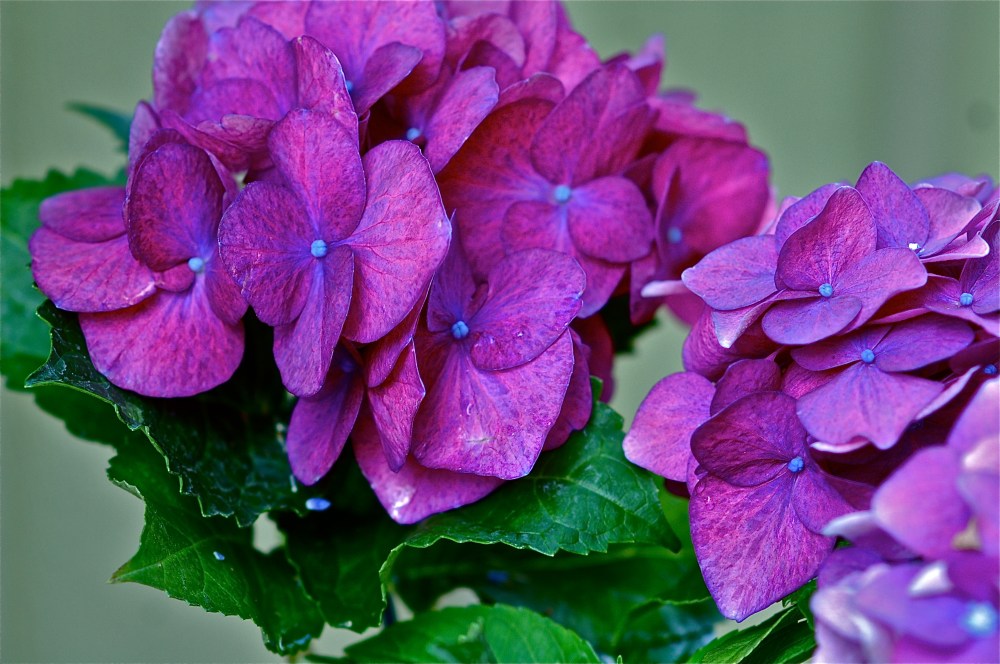 Hydrangea