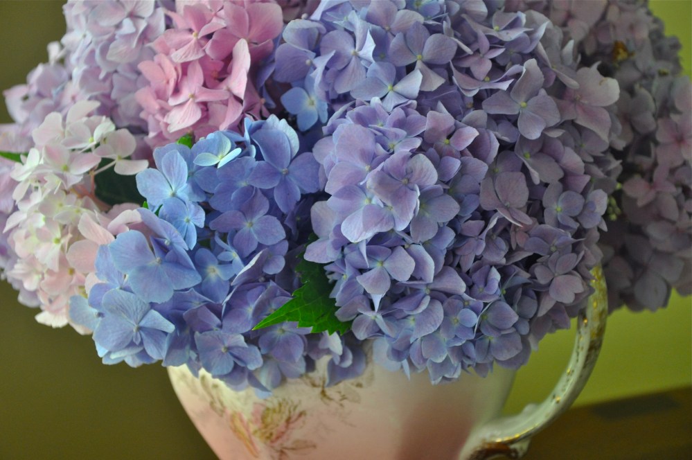 My hydrangeas