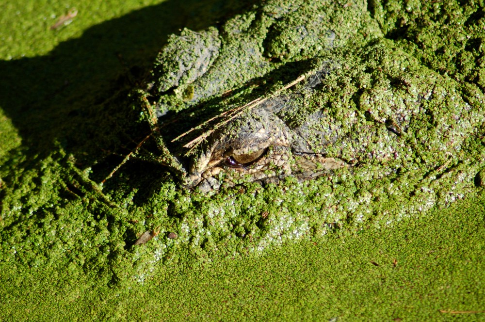 See, its when you can't see them