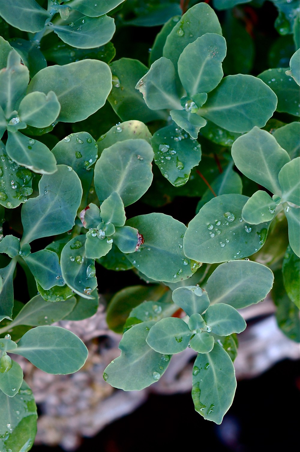 rain drops on my succulents