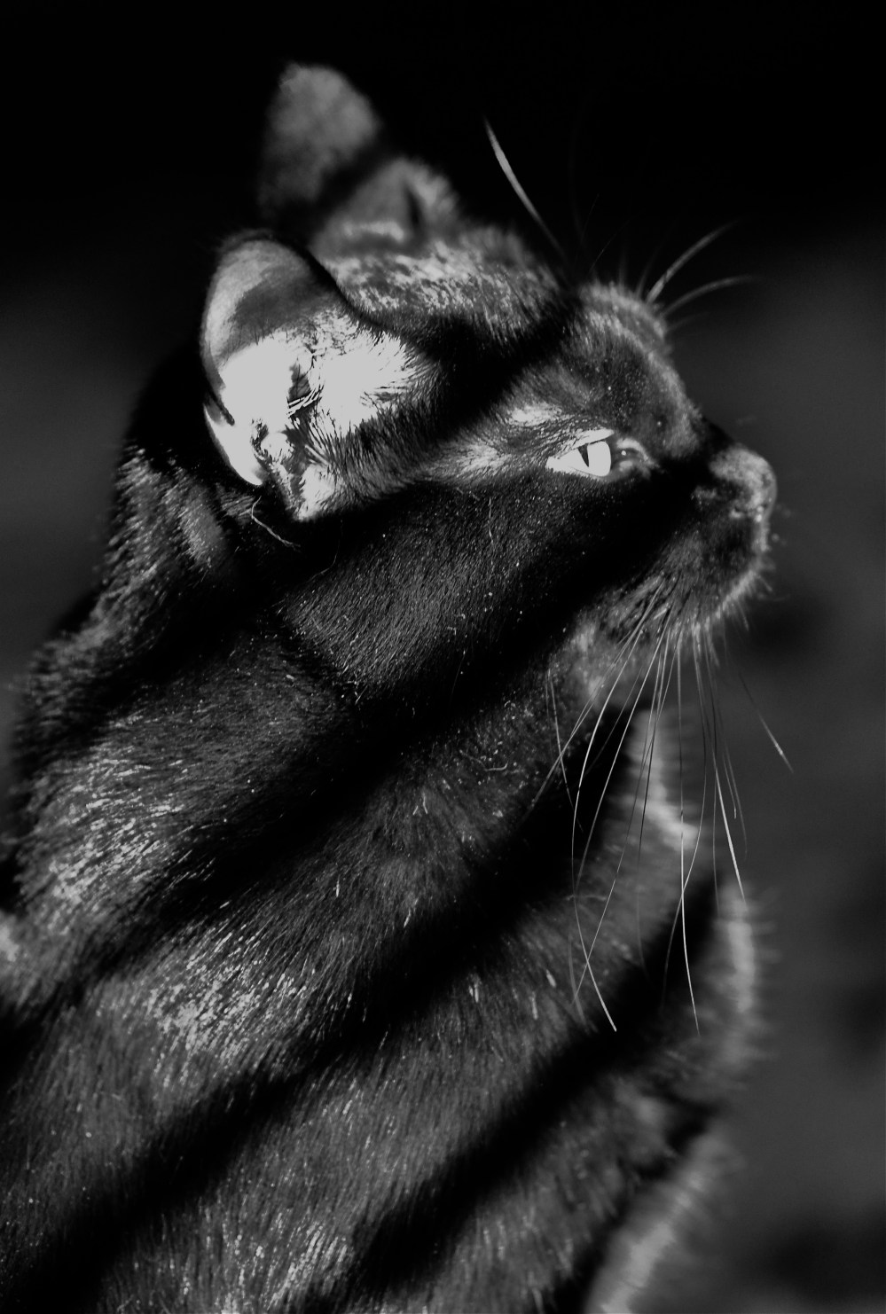 Ivy half overexposed...