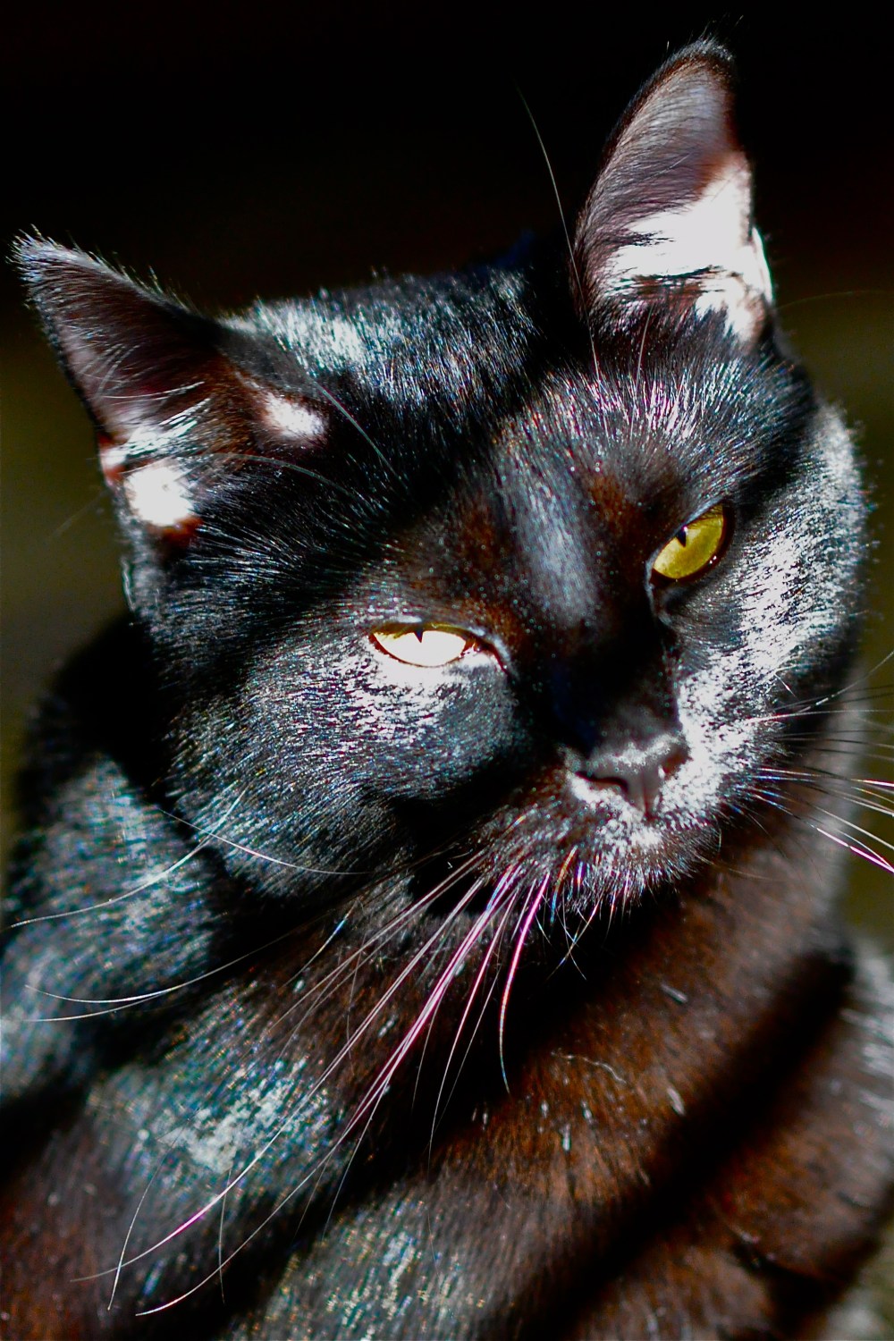 One eye in sunlight, one eye in shadow