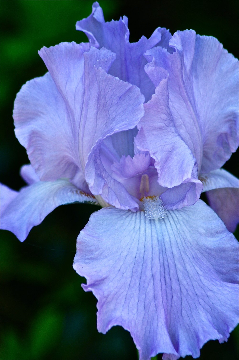 Purple Iris