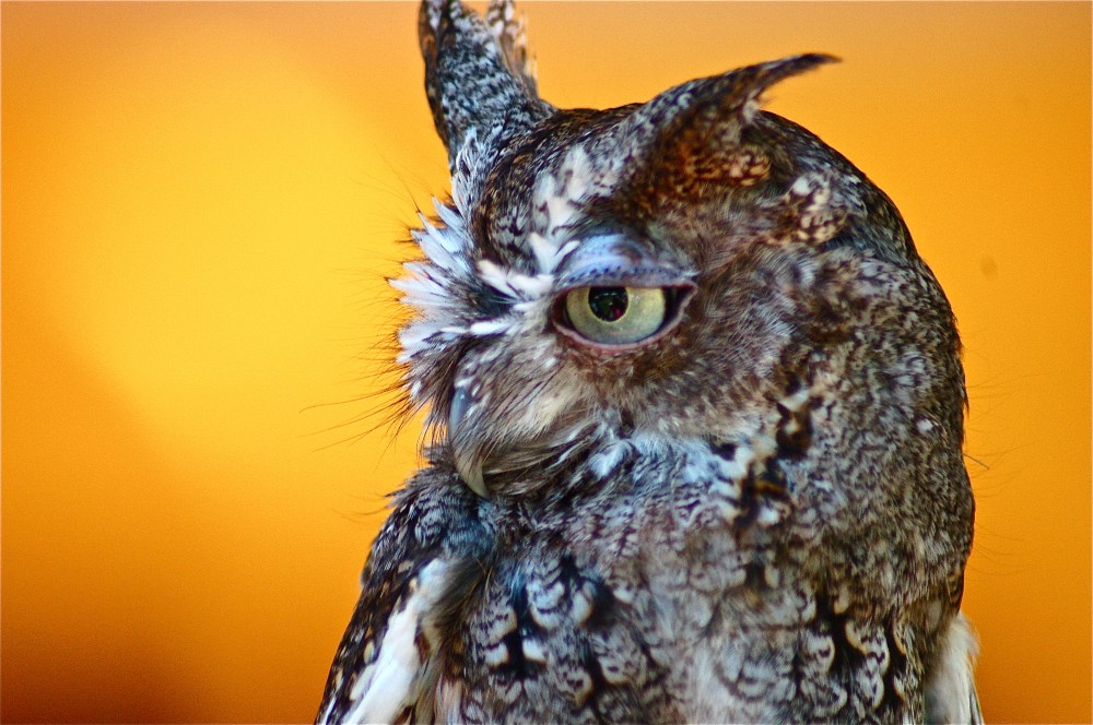 profile of an owl
