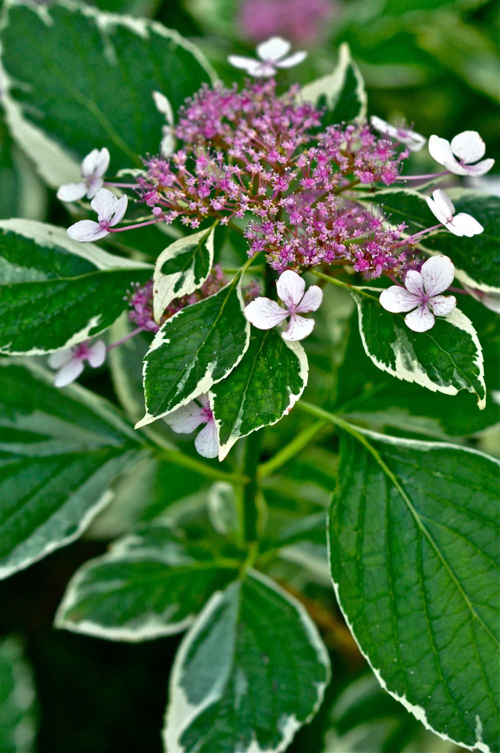 Lunch at the gardens today