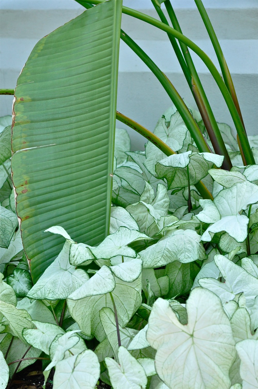 I love this design in a very shady spot