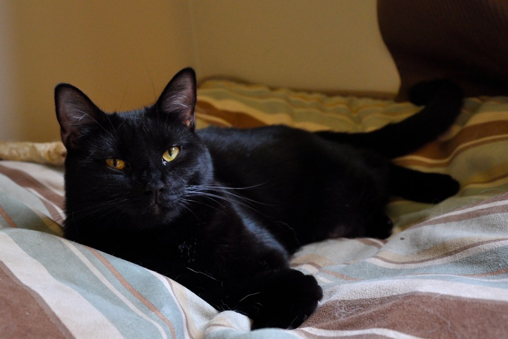 Yeah, this is Blue's bed...