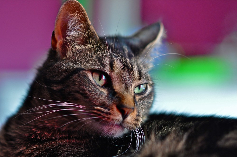 Hobbes' favorite colors can be found in my 2nd daughter's room