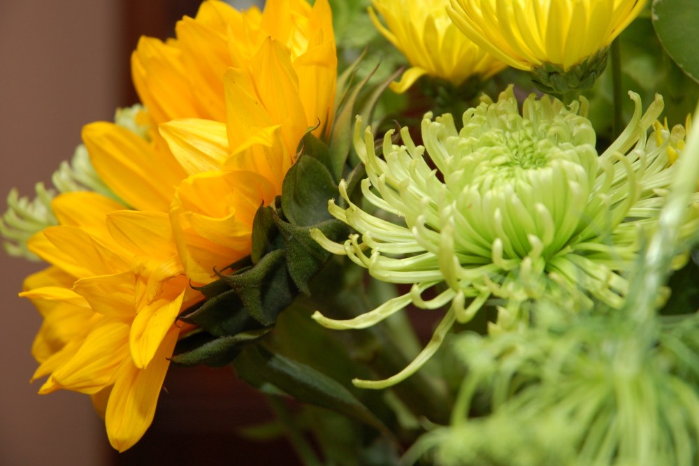 I'm going to search high & low for green Mums 