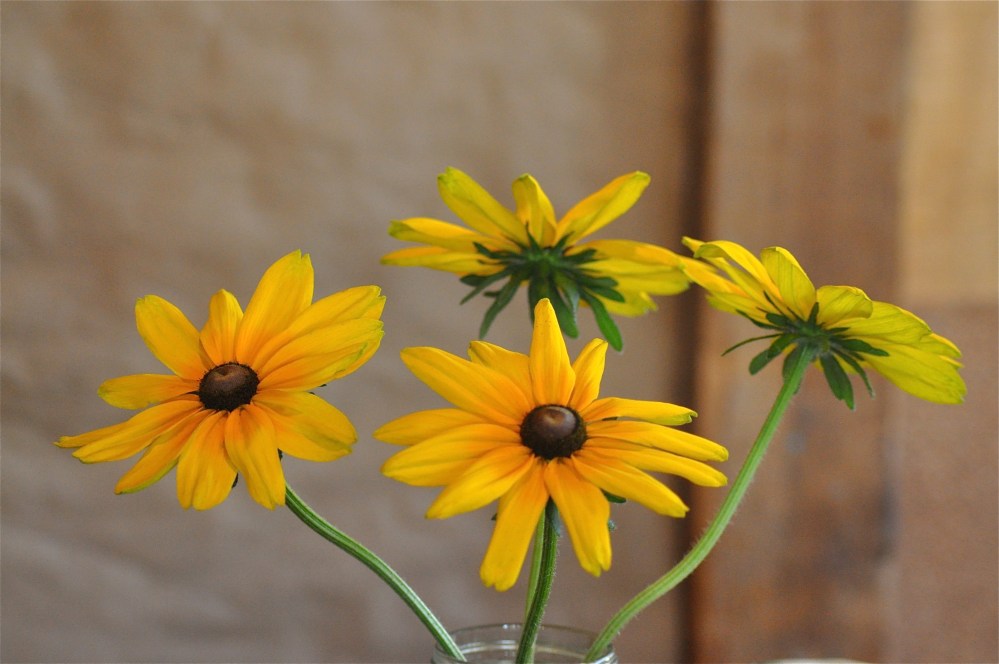 black eyed susans