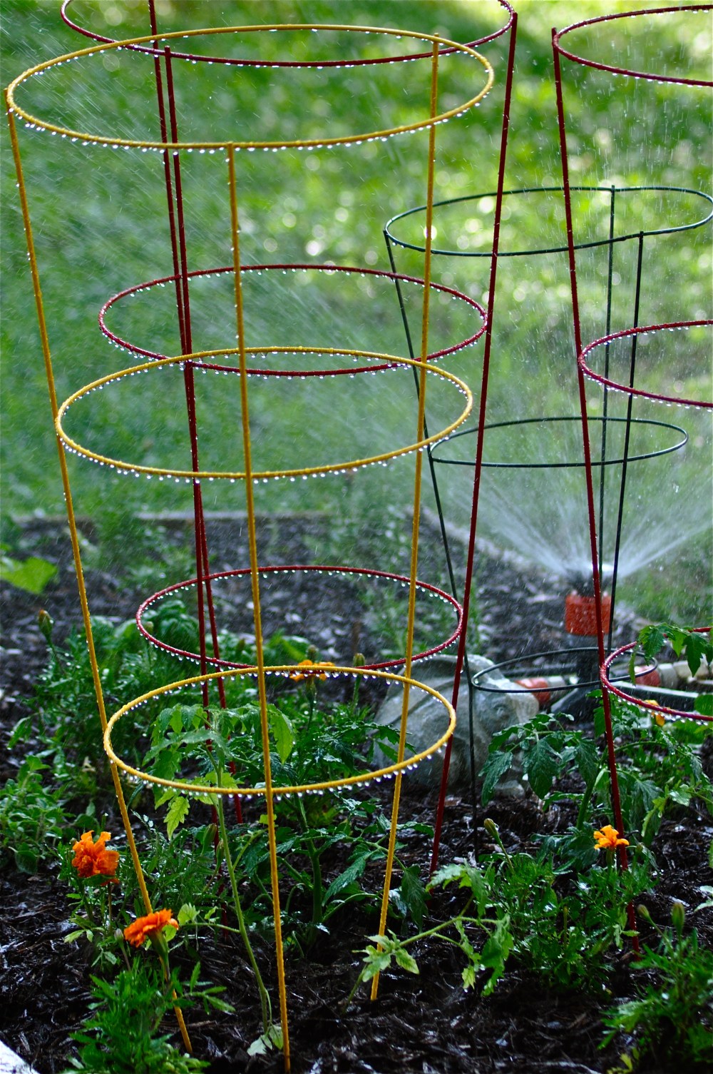 Instead of believing we wouldn't make a veggie garden this year