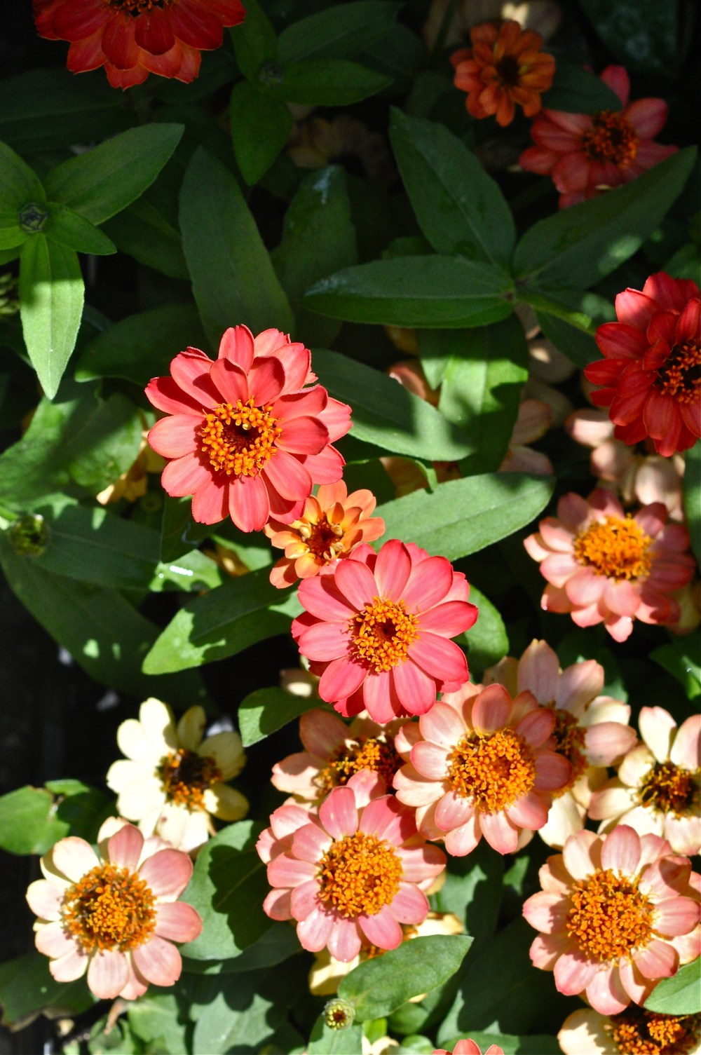 I have a hot spot on my garden, that these zinnia's thrive in.