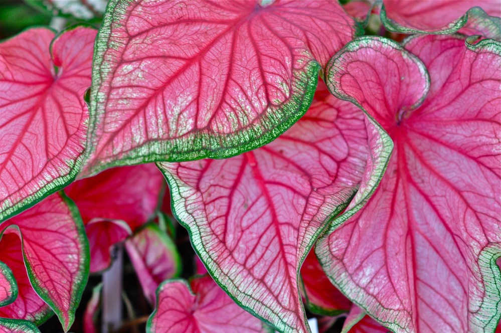 Caladium, it should be named watermelon slices