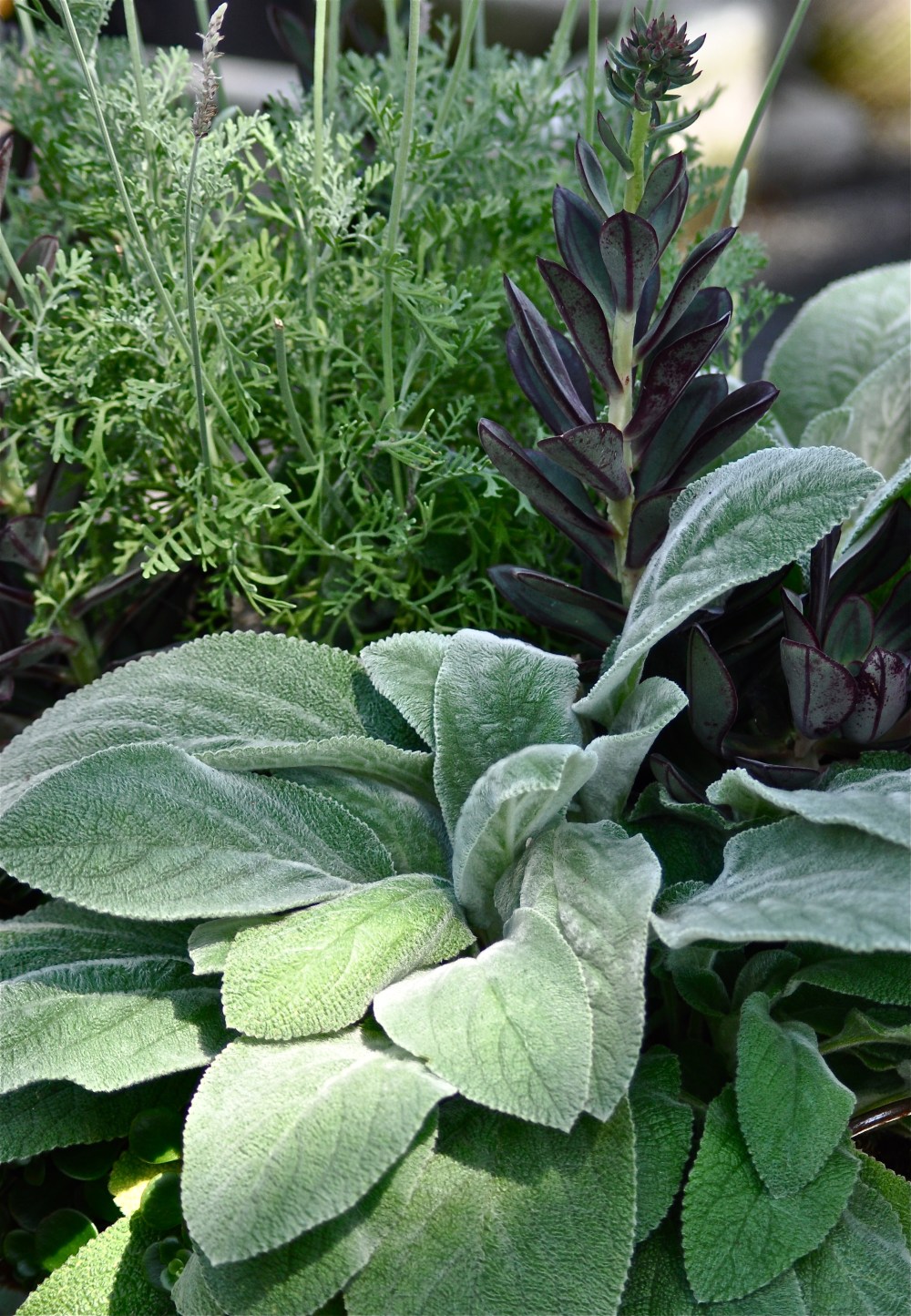 Lavender & Lambs ear sittin' in a pot, so expensive they may just rot