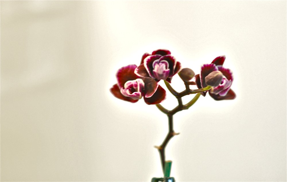 A flower so beautiful, the world is not ready to see it in focus