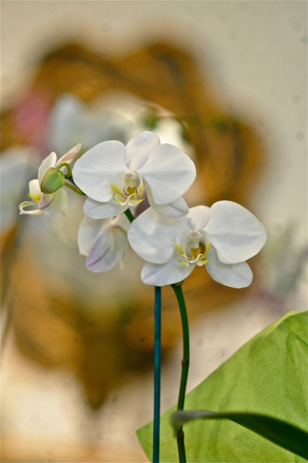 white orchid in front of a mirror