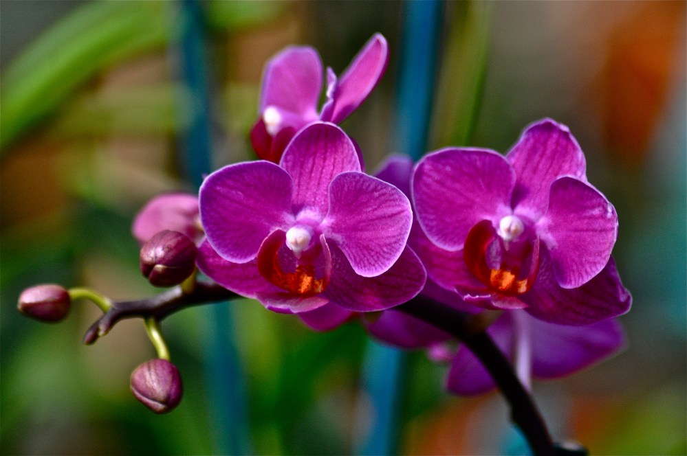 In the category of the most colorful, Mr. Alien, you win the title