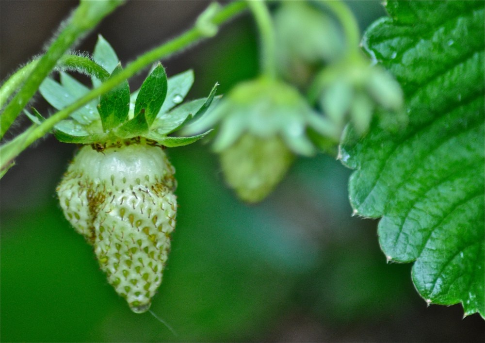 Here comes some sweetness or sour, strawberries are a guessing game