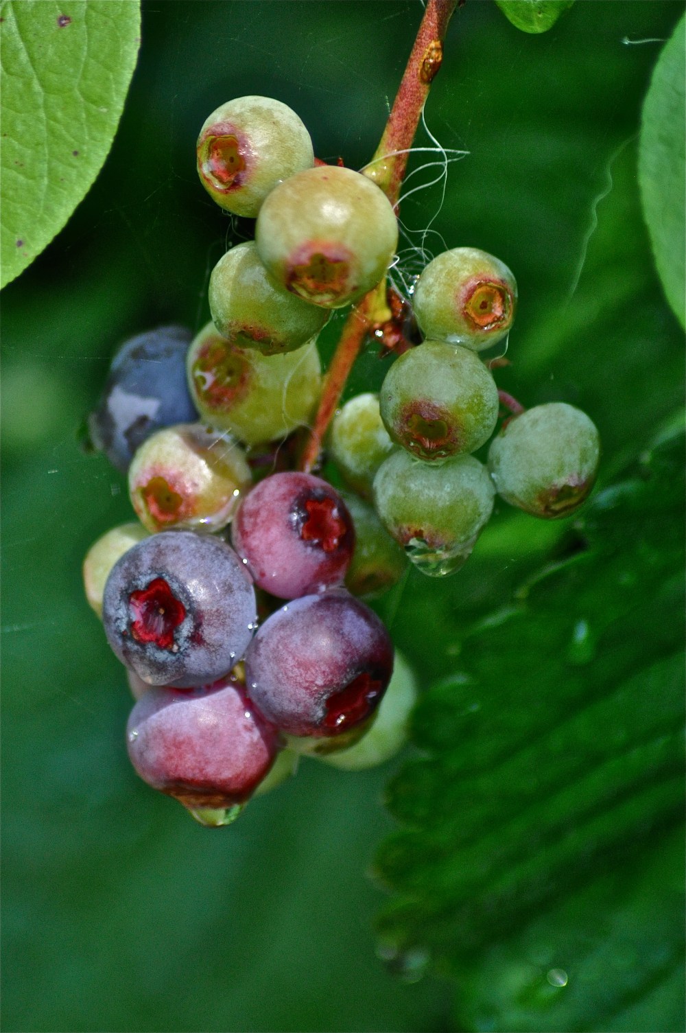 We have six blue berry bushes, 6 strawberry plants, 1 grape plant & one peach tree