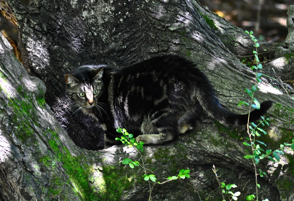 The hunter is hunting. Shhh, maybe he's hunting wabbits!