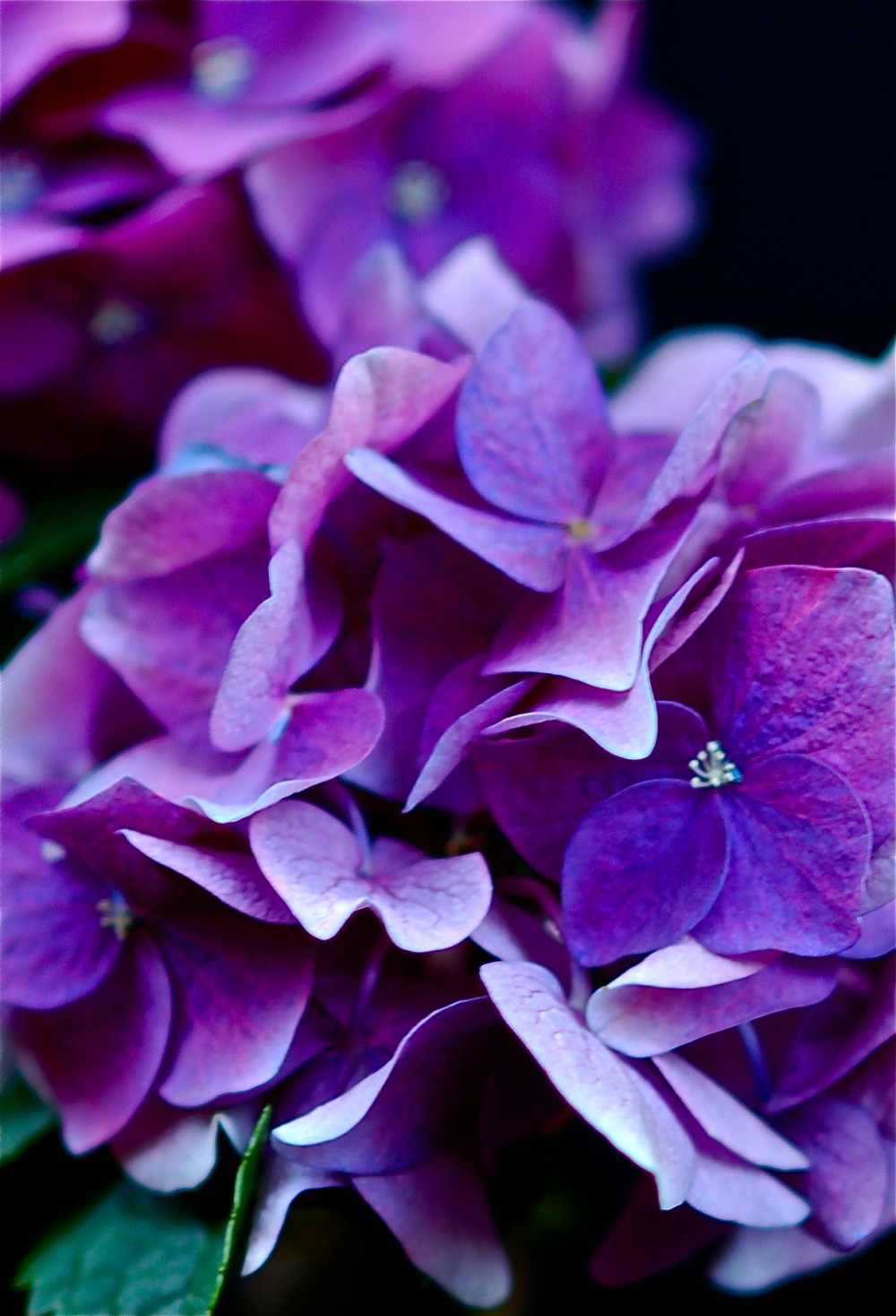 Can you tell I'm in Love?