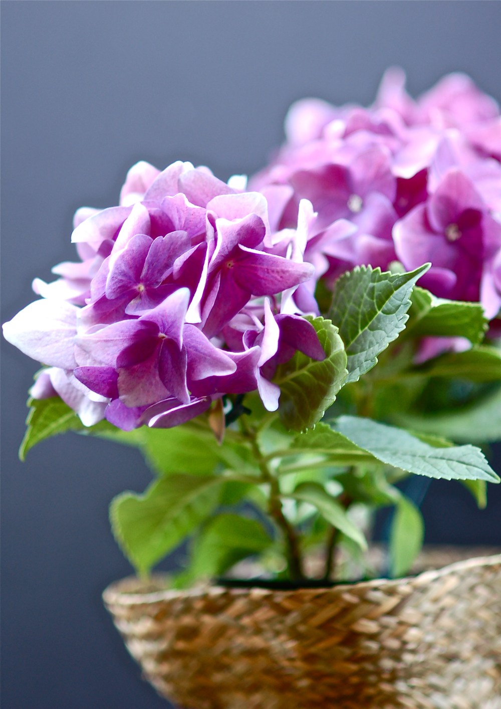 Purple Hydrangea 