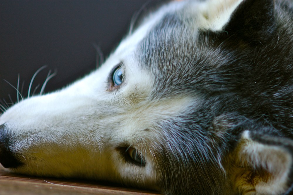Nala trying to nap on front deck