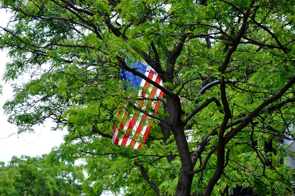 Memorial day just around the tree