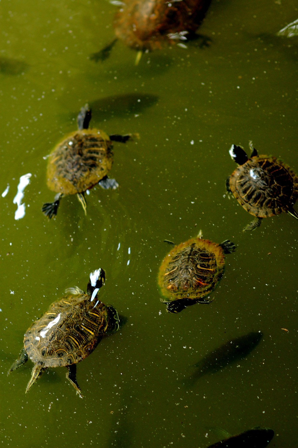 Turtle soup in a pea & alge broth put in some fungus, just scrap it off their shells