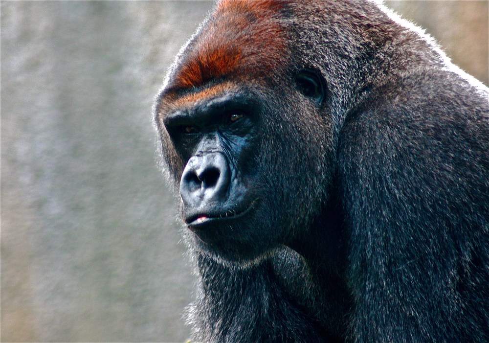 I will be your Champion