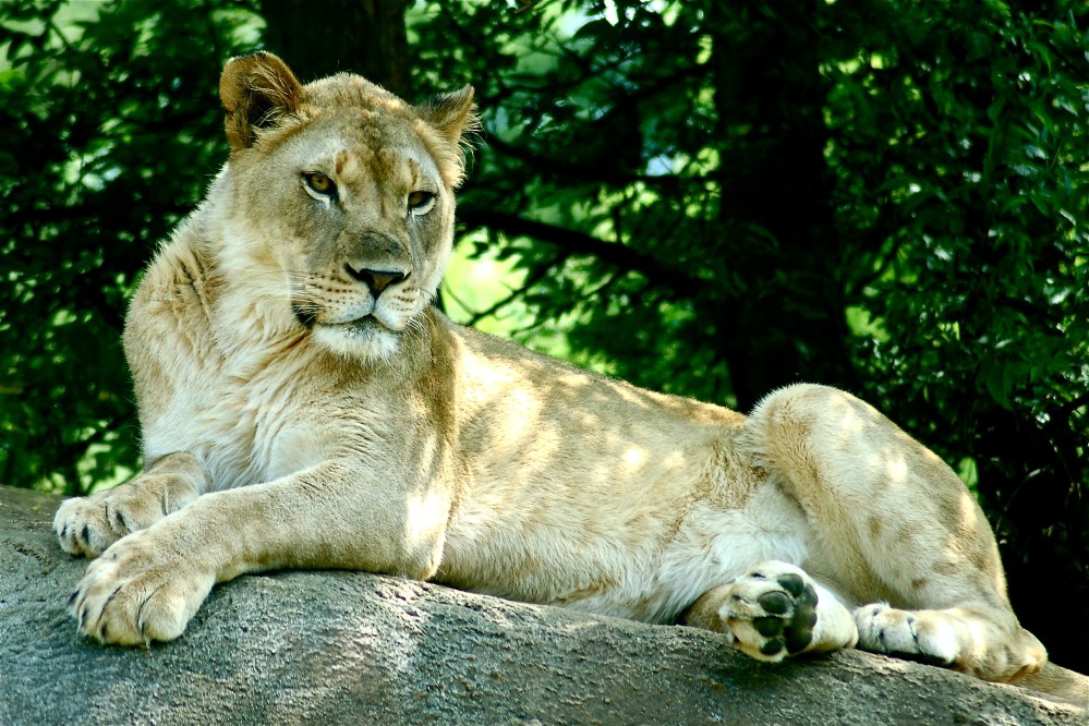 Pride Rock, Birmingham, Alabama