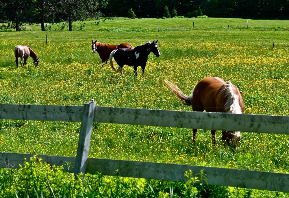Dancing in buttercups