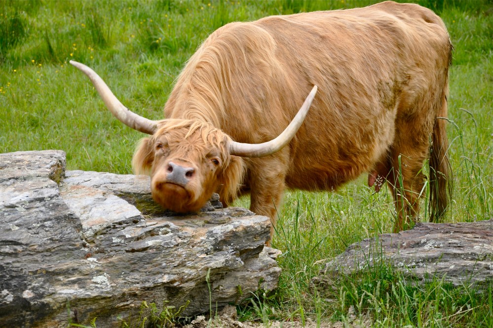 rubbing the Blarney stone for luck!