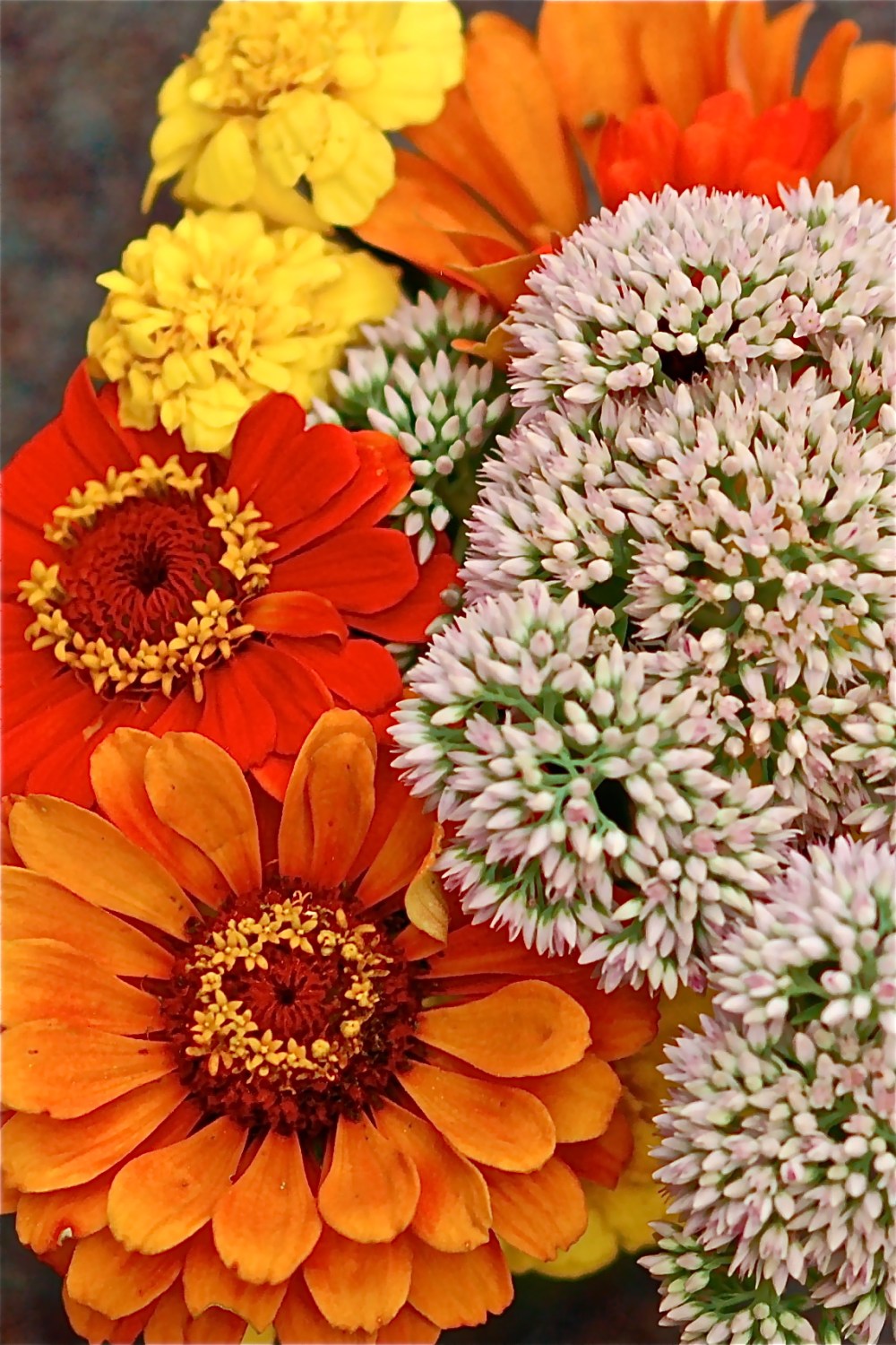 from someone's garden @ home