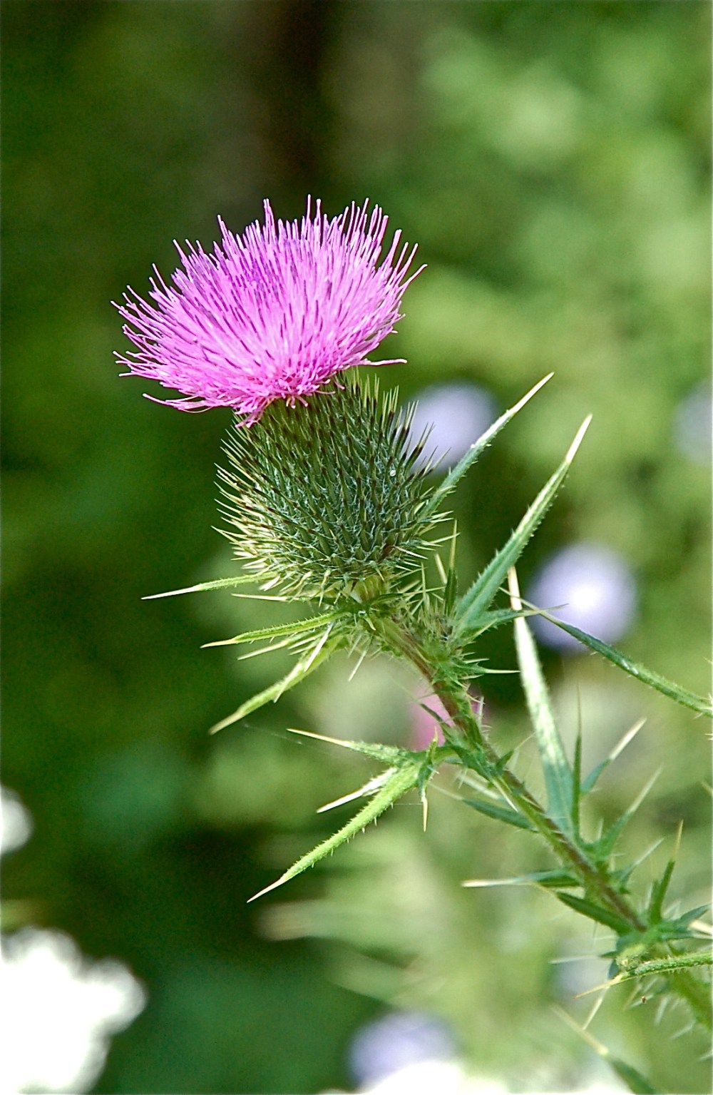 Scottish Thistle in Montpelier 