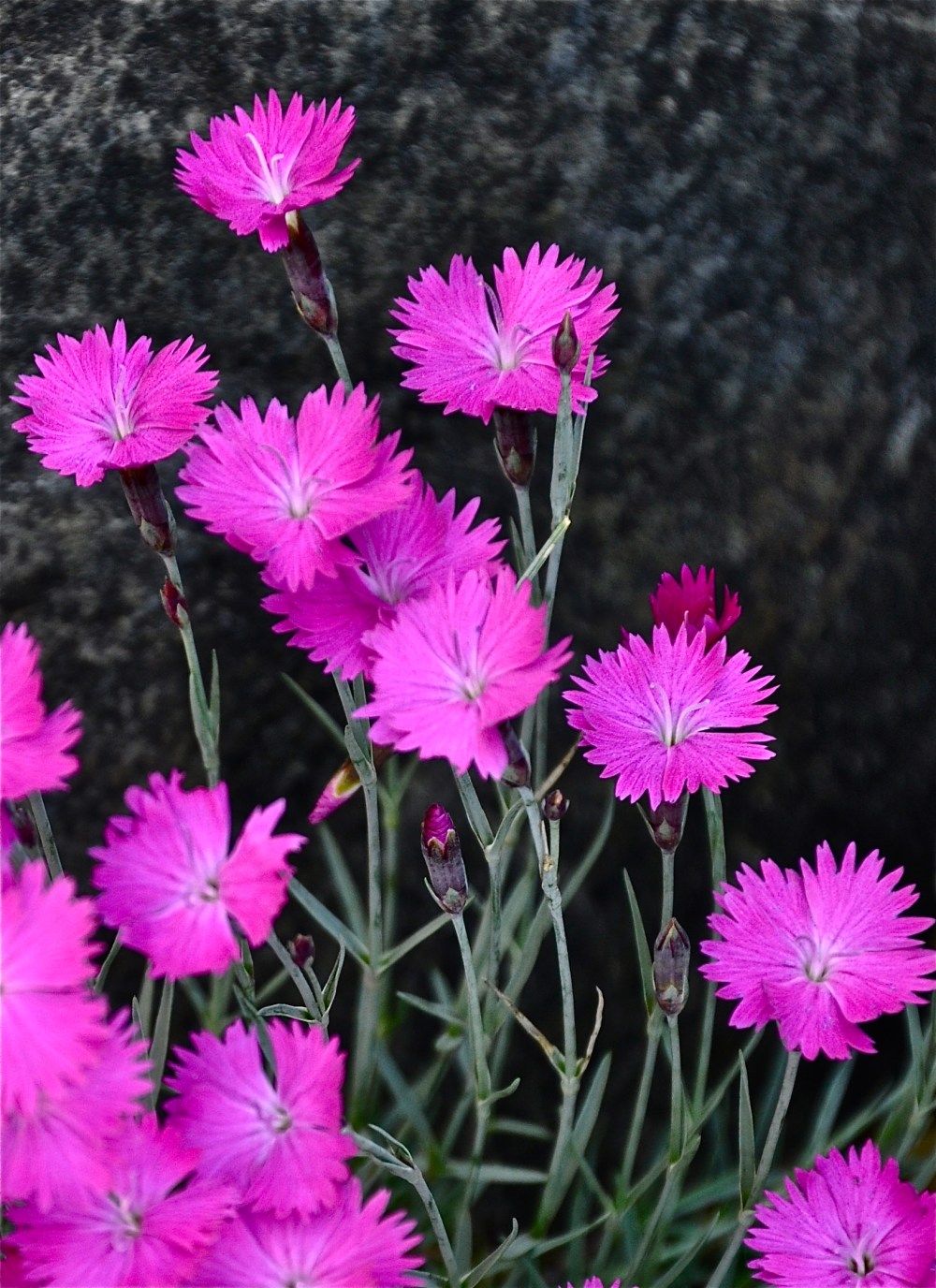 Nothing pinker than this