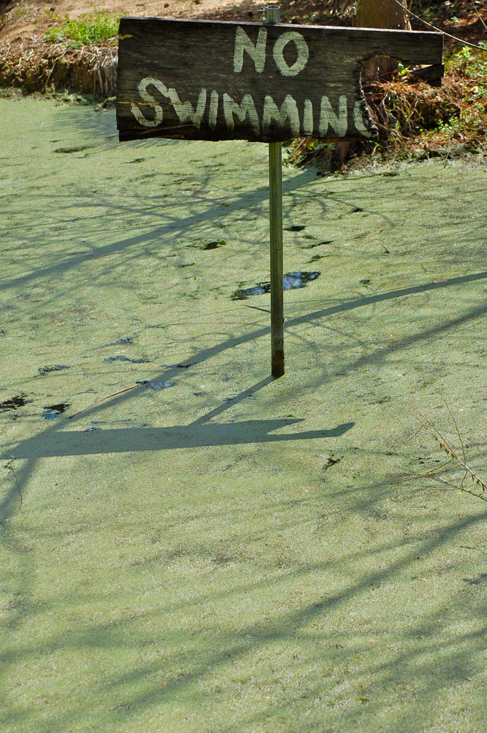 Wouldn't dream of it