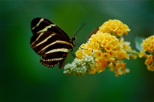 Butterfly on yellow