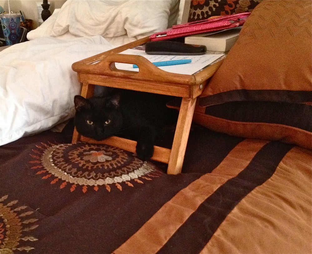 My new art studio w/ my new assistant 