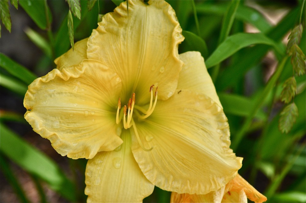 This beauty was at the garden's entrance. 