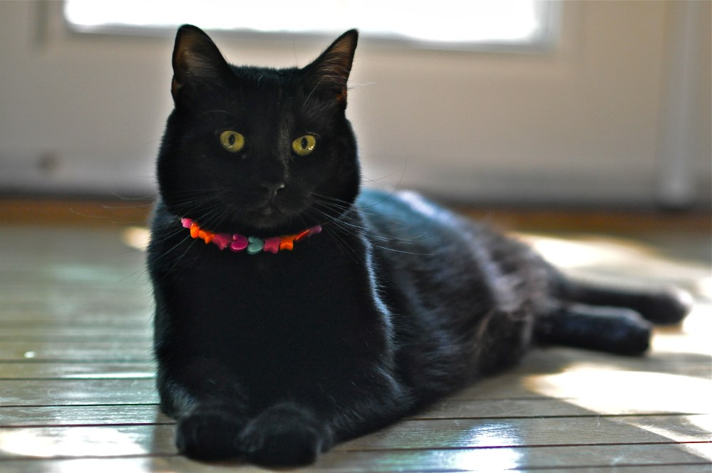 Salvador Dali has been reincarnated as my cat!!!