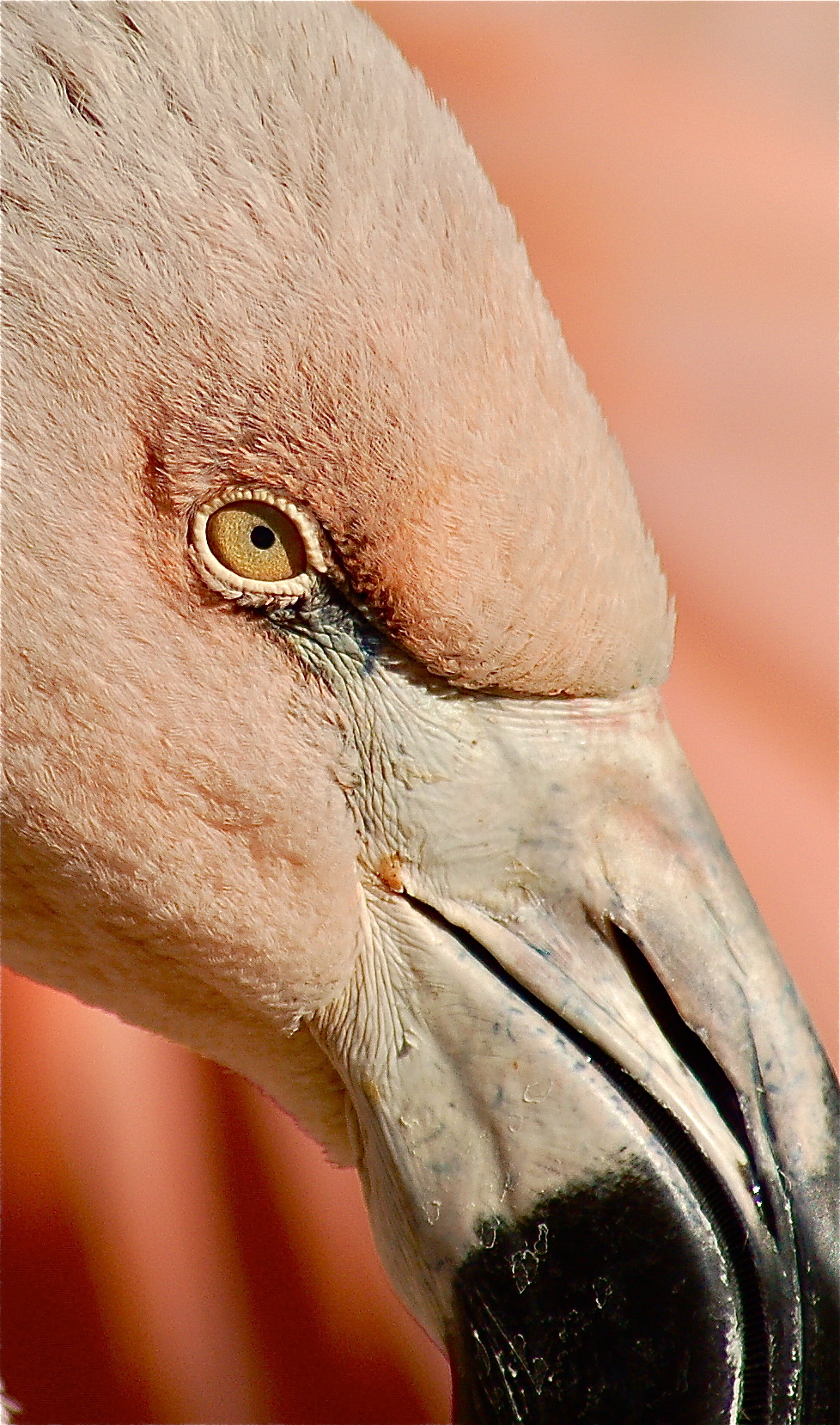 A very pale pink flamingo