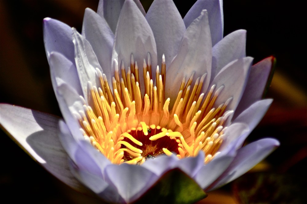 I don't think I posted this one, looks different then the others, but stunning none the less